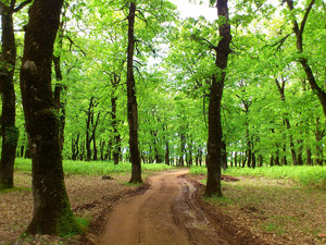 5c231d270b9fce634a1a6f2746017d421f1bea74_foloi_oak_forest_ancient_olympia.jpg
