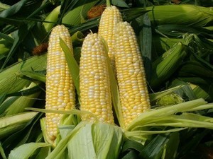 fa302bde3cf3e2a4391151368e579a2b8a7835e0_5385caf650fa2.jpg